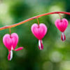 birx_phyl